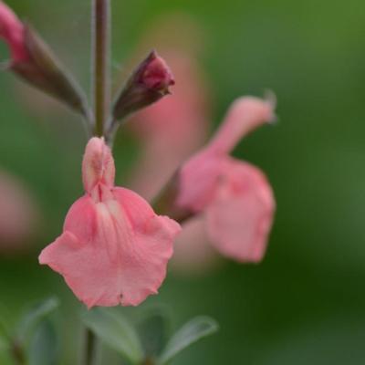 Salvia microphylla 'Papajan'